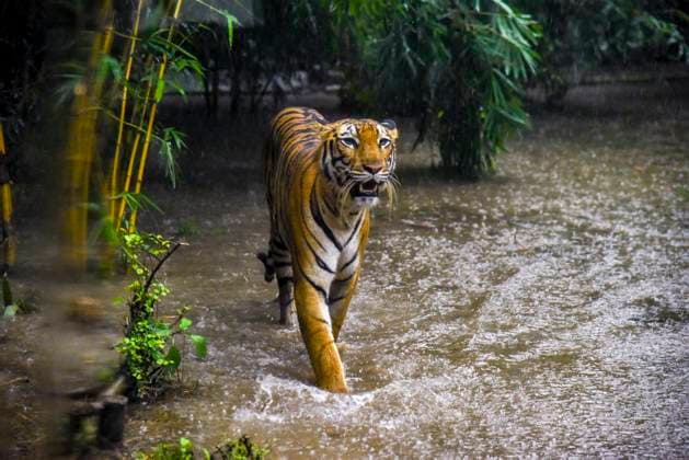 Tigers Draw Crowds on International Tiger Day Tigers are seen in their enclosures at the Alipore Zoological Gardens in Kolkata, India, during International Tiger Day on July 29, 2025. Royal Bengal Tigers, including a rare white tiger, roam near the Philosophers Pool and rest in open-air enclosures as rainwater forms puddles, offering temporary relief from the summer heat. Visitors, including large crowds of families and children, gather at the zoo to observe the tigers, highlighting public interest in wildlife conservation. International Tiger Day is observed annually on July 29 to raise awareness about the global decline in tiger populations and to promote efforts to protect their natural habitats. India is home to over 70 percent of the Copyright: xAmitxGhoshx