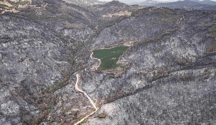 Nectarine orchard stands amid scorched forest in Turkiye s Bursa BURSA, TURKIYE – JULY 30: An aerial view shows a 48-decare nectarine orchard remaining green while the surrounding forest area lies scorched after a wildfire between the districts of Gursu and Kestel in Bursa, Turkiye on July 30, 2025. Fatih Capkin Anadolu Bursa Turkey. Editorial use only. Please get in touch for any other usage.  Copyright: x2025xAnadoluxFatihxCapkinx