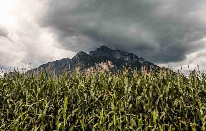 31.07.2025, Grödig, AUT, Unterwegs in Salzburg, Themenbild, Symbolbild, Verschiedene Themenbilder, Untersberg, im Bild Das Bild zeigt eine dramatische Landschaft mit einem imposanten Gebirgsmassiv, das von dunklen Wolken bedeckt ist. Im Vordergrund erstreckt sich ein Feld mit hohen Maispflanzen, die in leuchtendem Grün erstrahlen und einen starken Kontrast zu den düsteren Wolken und den grauen Felsen im Hintergrund bilden. Die Atmosphäre wirkt geheimnisvoll und bedrohlich, was durch die dunklen Wolken verstärkt wird, die auf einen bevorstehenden Sturm hindeuten könnten. Dieses Bild vermittelt ein Gefühl von Naturgewalt und der Schönheit der Landschaft trotz ihrer rauen Bedingungen. Dunkle Wolken über den Untersberg in Grödig, Mais