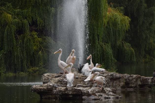 July 31, 2025, London, England, United Kingdom: Resident great white pelicans (and a grey heron) relax on the rock in the lake in St James s Park. London United Kingdom - ZUMAv130 20250731_zip_v130_025 Copyright: xVukxValcicx