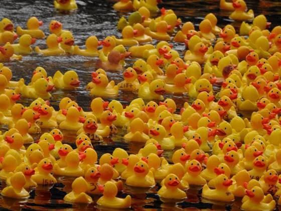 The annual Rubber Duck Race takes place in the Paddington Basin in aid of the charity Cosmic. The race sees 3000 rubber ducks racing through the water. The annual Rubber Duck Race takes place in the Paddington Basin in aid of the charity Cosmic. The race sees 3000 rubber ducks racing through the water., Credit:Alexander Seale Avalon united kingddom, London  Copyright: xAlexanderxSealex xAvalonx 1026982094