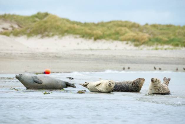 Mehrere Seehunde (Phoca vitulina), Robben, Gruppe, ruhen bei Ebbe am Rand des Wassers, Ufer, Spülsaum, breiter Sandstrand, kleine Wellen spülen an den menschenleeren, hellen Strand, ruhiges Meer am Abend, im Hintergrund eine Boje und Weißdünen, Sanddünen mit Bewuchs, wenig Brandung, bedeckter Himmel, niemand, maritime Landschaft, Gelassenheit, Entspannung, Lächeln, Blick, Insel Düne, Helgoland, Schleswig-Holstein, Nordsee, Deutschland Several harbour seals (Phoca vitulina), seals, group, resting at low tide at the edge of the water, shore, sandy shore, wide sandy beach, small waves wash on the deserted, bright beach, calm sea in the evening, in the background a buoy and white dunes, sand dunes with vegetation, little surf, overcast sky, Copyright: imageBROKER CarolaxVahldiek ibxcva14444811.jpg