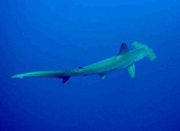 Colorful underwater world of the Red Sea RED SEA, EGYPT - DECEMBER 22: A great hammerhead (Sphyrna mokarran) is seen swimming in Egypt s Red Sea, one of the most important places in the world for underwater richness and home to many species on December 22, 2024. The Red Sea, which is an extension of the Indian Ocean and located between the Arabian Peninsula and the African continent, offers both the scientific world and divers the opportunity to dive in its clear waters with its strategic and historical importance as well as its unique living diversity. Egypt World. Editorial use only. Please get in touch for any other usage.  Copyright: x2025xAnadoluxTahsinxCeylanx