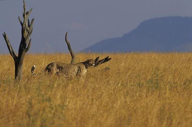 Gepard (Acinonyx jubatus) Cheetah (Acinonyx jubatus) Copyright: imageBROKER SunbirdxImages iblmup13599824.jpg
