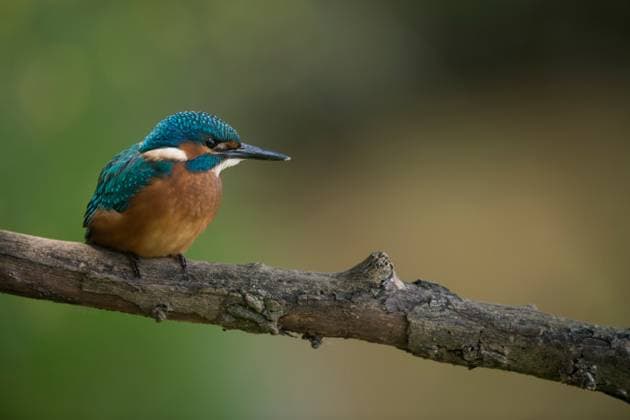 schwarze Füße... Eisvogel ( Alcedo atthis ), Jungvogel, erkennbar unter anderem an der dunklen Fußfarbe, frisch ausgeflogen, gerade eben flügge, früh selbstständig, heimische Natur *** Young Common Kingfisher (Alcedo atthis) sits high above his natural environment on a branch for hunting, wildlife, Europe. Nordrhein-Westfalen, Rheinland Deutschland, Westeuropa