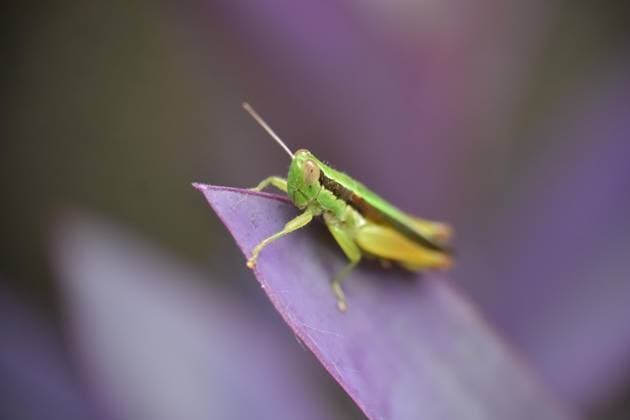 India Wildlife A grasshopper rests on a green leaf in a garden in Nagaon district, Assam, India, on August 6, 2025. Nagaon India  Copyright: xAnuwarxHazarikax originalFilename: hazarika-notitle250806_npHEK.jpg