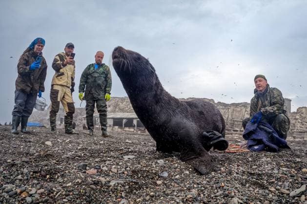 News Themen der Woche KW32 RUSSIA, SAKHALIN REGION - AUGUST 29, 2025: A rescued Northern fur seal is seen on Tyuleny Island in the Sea of Okhotsk. The Friends of the Ocean volunteer group made the sixth expedition to the island to rescue marine animals trapped in plastic debris. The island is the largest rookery of Northern fur seals and Steller sea lions Russia  - ZUMAt113 20250829_zaa_t113_001 Copyright: xYurixSmityukx
