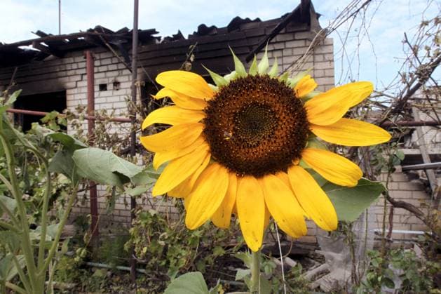 News Themen der Woche KW32 Dnipro Under Russian Drone Attack - Ukraine A sunflower grows in front of a house damaged by a Russian drone attack, Dnipro, Ukraine, August 7, 2025. Four people were injured and several fires broke out due to a Russian drone attack on the city of Dnipro on the night of August 6-7. Photo by Mykola Miakshykov Ukrinform ABACAPRESS.COM Dnipro Ukraine  Copyright: xMyakshykovxMykola Ukrinform ABACAx