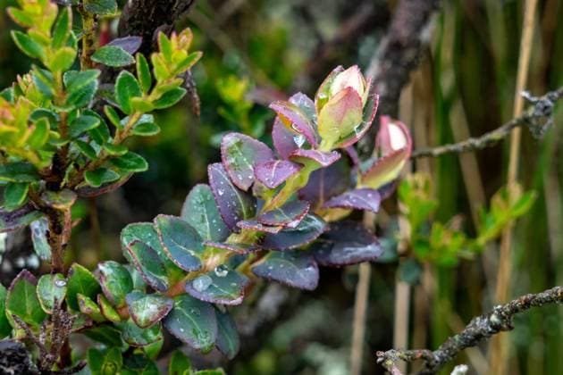 Andean Blueberry leaves, Vaccinium floribundum, in the paramo ecosystem in Cotopaxi National Park in Ecuador. Cotopaxi National Park Pichincha Province Ecuador Copyright: xJonxG.xFullerx xVWPicsx 7623-JGF-plants-Andean-Blueberry-EC