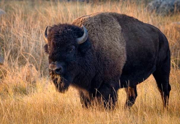 Creative Highlights World Bison munching on grass in Yellowstone National Park. Yellowstone National Park Wyoming USA Copyright: xGregxVaughnx xVWPicsx GV24100319