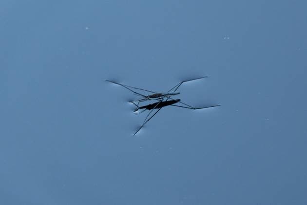 Creative Highlights World August 13, 2025, Ydre, Ostergotland, Sweden: A water strider moves across the surface of a lake in Ydre, Sweden. Ydre Sweden - ZUMAb332 20250813_zip_b332_004 Copyright: xMatiasxBasualdox