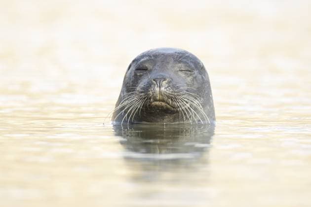 Seehund (Phoca vitulina), erwachsenes Tier schlafend im Meer, Norfolk, England, Großbritannien Common seal (Phoca vitulina) adult animal sleeping in the sea, Norfolk, England, United Kingdom Copyright: imageBROKER KevinxSawford ibxksa14653888.jpg