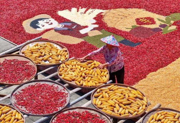 HUANGSHAN, CHINA - AUGUST 18: Aerial view of colorful autumn harvests dried in the sun on August 18, 2025 in Huangshan, Anhui Province of China. Shaiqiu, or drying crops in autumn, is a rural tradition in China. Crops of different colors are placed to form various patterns which become attractions for tourists.  Copyright: xVCGx 111585578198