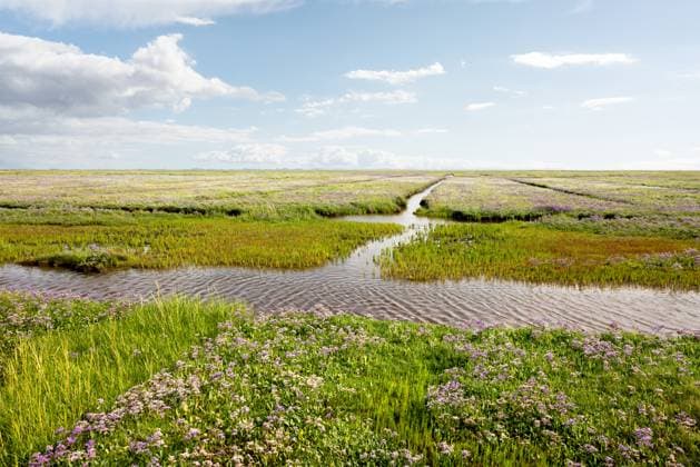 Norderney. 11 AUG 2025. Salzwiesen am Ostende von Norderney. OSTFRIESLAND. Ostfriesische Inseln. *** Norderney 11 AUG 2025 Salt marshes at the eastern end of Norderney OSTFRIESLAND East Frisian Islands Copyright: JanisMEYER Priller&MAUG JMY2X3322X
