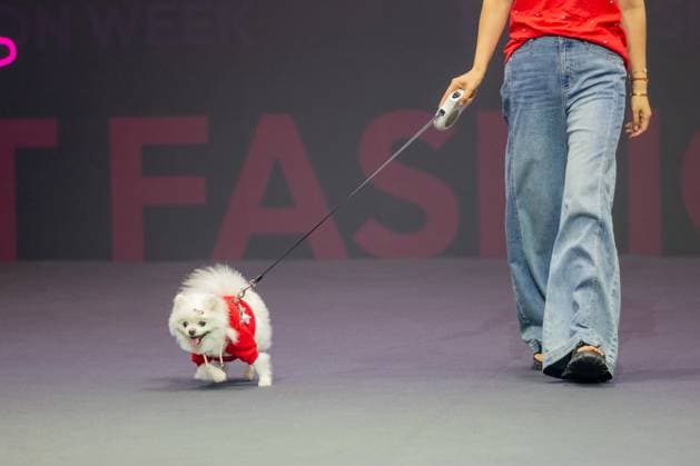 SHANGHAI, CHINA - AUGUST 20: A pet dog accompanied by its owner walks the runway during the Pet Fashion Week on August 20, 2025 in Shanghai, China.  Copyright: xVCGx 111585980222