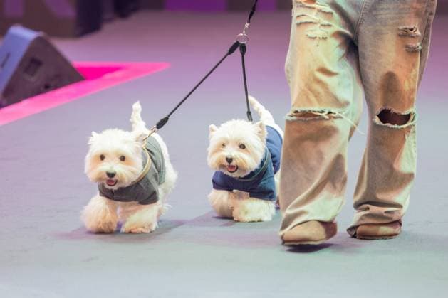 SHANGHAI, CHINA - AUGUST 20: Pet dogs accompanied by their owners walk the runway during the Pet Fashion Week on August 20, 2025 in Shanghai, China.  Copyright: xVCGx 111585980173