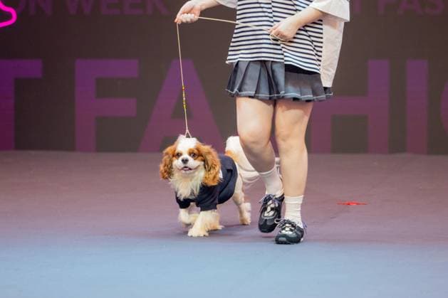 SHANGHAI, CHINA - AUGUST 20: A pet dog accompanied by its owner walks the runway during the Pet Fashion Week on August 20, 2025 in Shanghai, China.  Copyright: xVCGx 111585980180