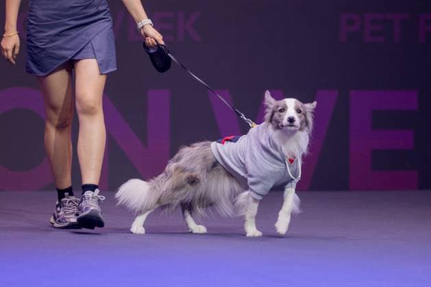SHANGHAI, CHINA - AUGUST 20: A pet dog accompanied by its owner walks the runway during the Pet Fashion Week on August 20, 2025 in Shanghai, China.  Copyright: xVCGx 111585980215