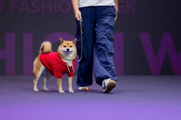 SHANGHAI, CHINA - AUGUST 20: A pet dog accompanied by its owner walks the runway during the Pet Fashion Week on August 20, 2025 in Shanghai, China.  Copyright: xVCGx 111585980010