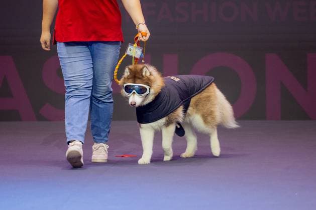 SHANGHAI, CHINA - AUGUST 20: A pet dog accompanied by its owner walks the runway during the Pet Fashion Week on August 20, 2025 in Shanghai, China.  Copyright: xVCGx 111585980092