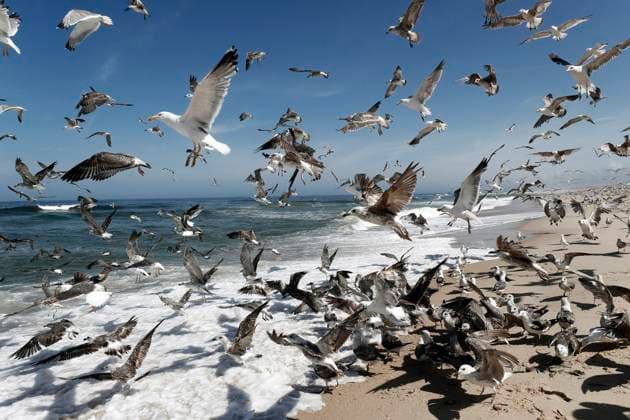 Hundreds of seagulfs take off on the Beach of Torreira, Murtosa, Portugal. Each year some hundred of visitors arrive in Torreira to attend the Xavega , an ancient trawl fishing method that runs in northern and center of Potugal. Coloful fishing boats with half moon-shaped bows take part in this sea ritual that is very important for residents. Groups of fishermen or companhas keep alive the xavega in the beach of Torreria between March and October. Xavega, an ancient fishing method that continues in Portugal !ACHTUNG: NUR REDAKTIONELLE NUTZUNG!  Copyright: xJesusxDigesx GRAF795 20250821-55017703299_1