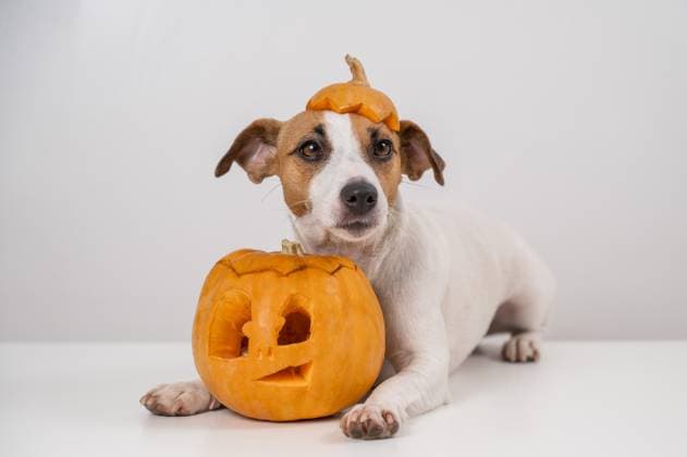 Jack Russell Terrier dog with a pumpkin cap and a jack-o-lantern on a white background. Jack Russell Terrier dog with a pumpkin cap and a jack-o-lantern on a white background, 63222726.jpg RECORD DATE NOT STATED