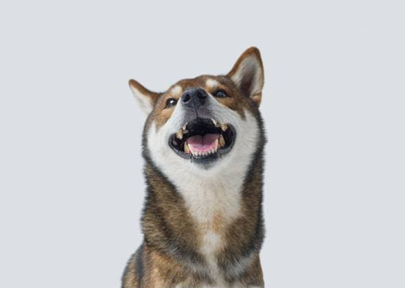 Happy dog smiling and laughing Portrait of a funny dog smiling and laughing, Shiba Inu dog breed, 64049930.jpg RECORD DATE NOT STATED
