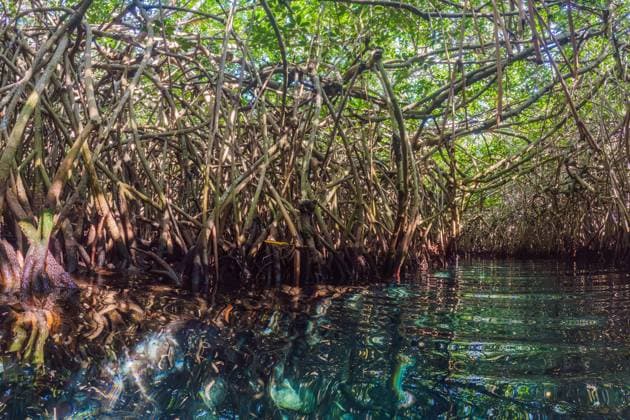 Lush mangrove forest with crystal-clear water reflecting the intricate roots. Tropical nature, biodiversity, and eco-tourism concept in a serene and untouched environment Lush mangrove forest with crystal-clear water reflecting the intricate roots. Tropical nature, biodiversity, and eco-tourism concept in a serene and untouched environment., 63620326.jpg RECORD DATE NOT STATED