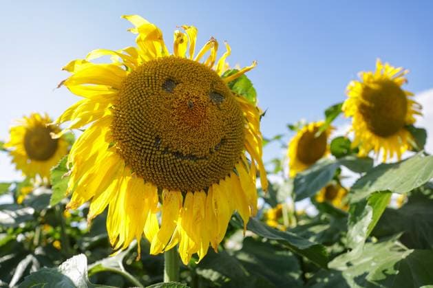 RUSSIA, NOVOSIBIRSK REGION - AUGUST 22, 2025: A view of a sunflower in a field of Granum in the Suzun District. Kirill Kukhmar TASS  83315954