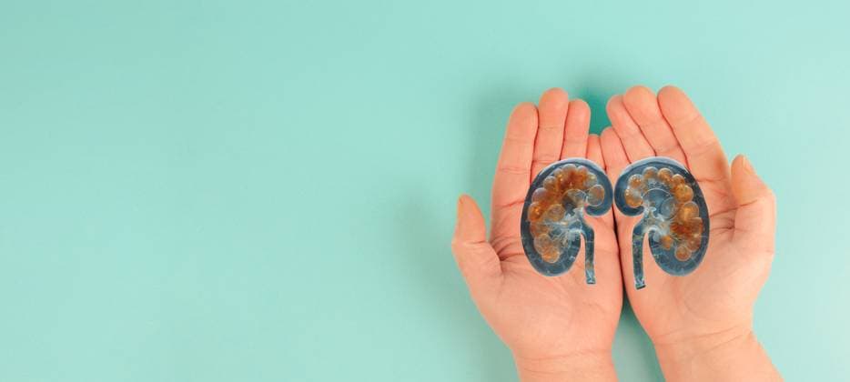 Nierenerkrankung, Weltnierentag, Gesundheitsprobleme, Spende und Transplantation, medizinisches Thema *** Kidney disease, World Kidney Day, Health problems, Donation and Transplantation, medical Subject 1133602839