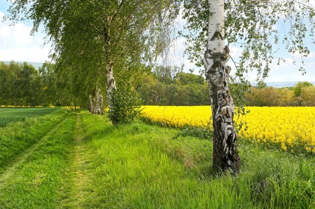 From the Nature Art Human Nature Colored Symbioses Calendar 2026 Rape Birches Bodypainting and photo shoot with model Anastasia on a field path at the rape field near Behrensen Bodyart artist Jörg Düsterwald Foto:xA.xMeierx xFuturexImagex natureart_kalender_5800