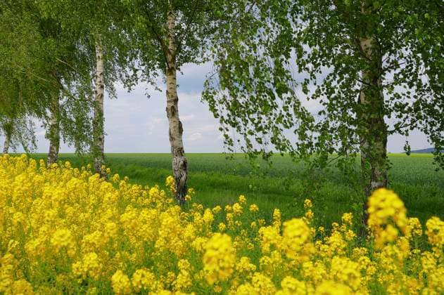 From the Nature Art Human Nature Colored Symbioses Calendar 2026 Rape Birches Bodypainting and photo shoot with model Anastasia on a field path at the rape field near Behrensen Bodyart artist Jörg Düsterwald Foto:xA.xMeierx xFuturexImagex natureart_kalender_5805