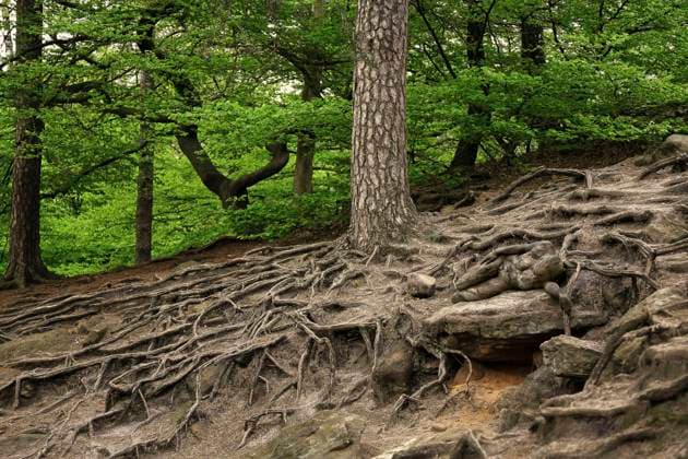 From the Nature Art Human Nature Colored Symbioses Calendar 2026 Cliff Roots Bodypainting and photo shoot with model Randy at the Dörenther Cliffs in Ibbenbühren Bodyart artist Jörg Düsterwald Foto:xP.xBunnx xFuturexImagex natureart_kalender_5808