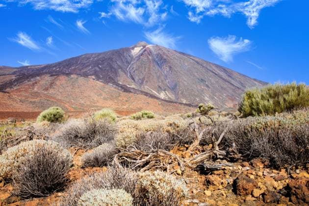 Landscape view of Mount Teide with bushes and dry tree foreground during clear day, Tenerife Landscape view of Mount Teide with bushes and dry tree foreground during clear day, Tenerife, Spain, 64018856.jpg RECORD DATE NOT STATED