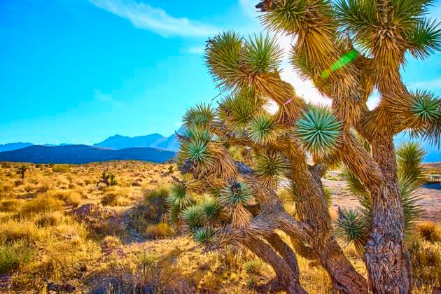 Kalendermotive: Joshua Tree National Park Joshua Tree Desert Scene Mountain Springs Eye-Level Perspective Golden hour in the Mojave Desert showcases the iconic Joshua tree against a vibrant sky. Capture the awe of Mountain Springs, Nevada, with distant mountain ranges adding depth to this serene landscape., 63374130.jpg RECORD DATE NOT STATED