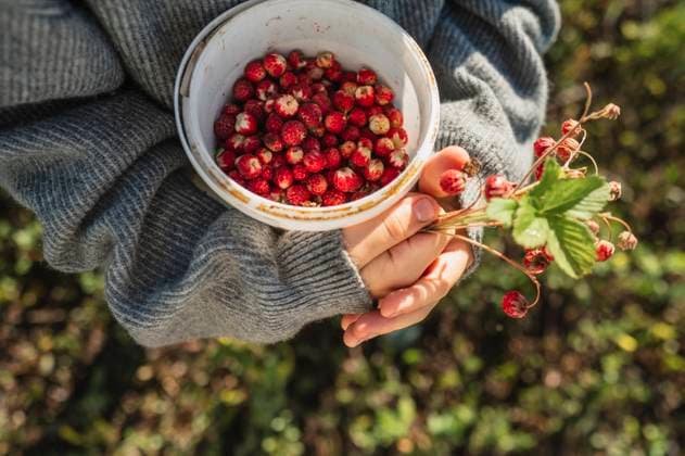 Child holding bowl of wild strawberries in forest wearing sweater model released, Symbolfoto, ANAF04905