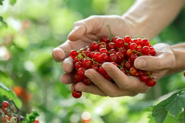 Hand holding fresh red currant berries outdoors in a lush garden model released, Symbolfoto, MBLF01000