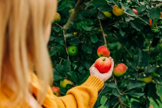 Woman picking apple in country garden during autumn harvest model released, Symbolfoto, VSNF03827