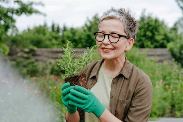 Creative Highlight Symbolbilder Smiling woman gardening with rosemary outdoors in summer model released, Symbolfoto, YTF04053