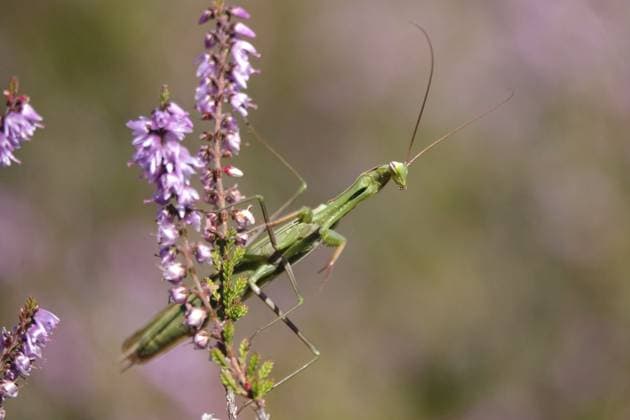 Gottesanbeterin, August, Sachsen, Deutschland Praying mantis, August, Saxony, Germany Copyright: imageBROKER AnettexJäger ibxaja14795206.jpg