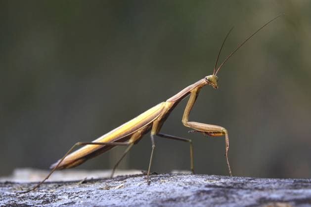 Gottesanbeterin, August, Sachsen, Deutschland Praying mantis, August, Saxony, Germany Copyright: imageBROKER AnettexJäger ibxaja14795266.jpg