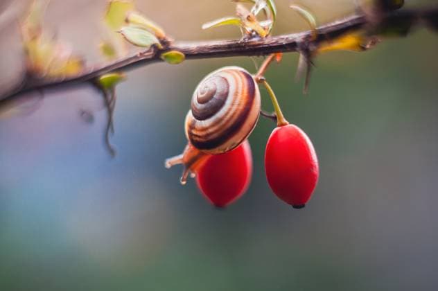 Eine Schnecke krabbelt auf einem Ast, im Hintergrund leuchtend rote Beeren. Eine Schnecke krabbelt auf einem Ast, im Hintergrund leuchtend rote Beeren. (License=RF) Copyright: xZoonar.com AndriixAbryutinx 23891825