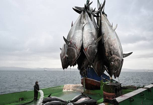 Turkiye aims to double tuna exports in 2024 IZMIR, TURKIYE - DECEMBER 28: Tunas caught by divers are loaded onto Japanese fishing ships at a fish farm in the Aegean sea of Izmir province, Turkiye on December 28, 2023. Turkish fishermen, who sail to the Mediterranean every year in April-May, catch tunas as much as the country s quota determined by the International Commission for the Conservation of Atlantic Tuna (ICCAT) and bring it to farms in the Aegean Sea to be grown. While the capacity of small farms is 250-300 tons per year, the capacity of large-scale farms can exceed 1000 tons per year. Fish weighing up to 600 kilograms, fed with organic feed such as sardines, collie and mackerel in cages in the sea, are ready for sale in December.  Copyright: x2025xAnadoluxMahmutxSerdarxAlakuÅüx