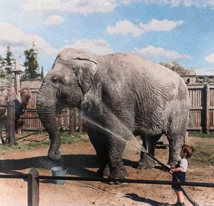Moscow, USSR. Animal tamer Karel Stvora s son pours water from a hose on female elephant Poonchi as camel Racho watches at the Durov s Corner. AI-Colourised from original ID 32417291. Georgy Lipskerov TASS  82488174