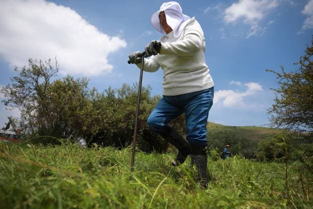 Human remains found during a search operation for missing persons in Mexico STATE OF MEXICO, MEXICO - AUGUST 26: A relative of a missing person takes part in a search brigade, at the Sierra de Guadalupe, in the State of Mexico, Mexico on August 26, 2025. Human remains were found in the mountainous area of Sierra de Guadalupe during a search operation carried out by relatives of missing persons, members of the National Guard, collectives and members of the Investigation Police, among others. The number of people reported as disappeared continues to rise in the country, now exceeding 130,000 Daniel Cardenas Anadolu State of Mexico Mexico. Editorial use only. Please get in touch for any other usage. Copyright: x2025xAnadoluxDanielxCardenasx