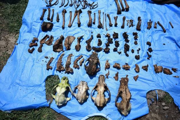 Human remains found during a search operation for missing persons in Mexico STATE OF MEXICO, MEXICO - AUGUST 26: Animal bones are collected during a search operation looking for human remains and clues, at the Sierra de Guadalupe, in the State of Mexico, Mexico on August 26, 2025. Human remains were found in the mountainous area of Sierra de Guadalupe during a search operation carried out by relatives of missing persons, members of the National Guard, collectives and members of the Investigation Police, among others. The number of people reported as disappeared continues to rise in the country, now exceeding 130,000 Daniel Cardenas Anadolu State of Mexico Mexico. Editorial use only. Please get in touch for any other usage. Copyright: x2025xAnadoluxDanielxCardenasx