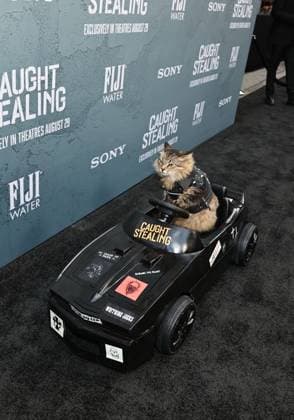 Red carpet for the New York premiere of Caught Stealing at the Regal Union Square Featuring: Tonic The Cat Where: New York, New York, United States When: 26 Aug 2025 Credit: Dave Allocca Starpix INSTARimages EDITORIAL USE ONLY. NOT FOR USE BY NEWSPAPERS BASED IN THE UK. Copyright: xx instar55014939