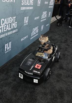 Red carpet for the New York premiere of Caught Stealing at the Regal Union Square Featuring: Tonic The Cat Where: New York, New York, United States When: 26 Aug 2025 Credit: Dave Allocca Starpix INSTARimages EDITORIAL USE ONLY. NOT FOR USE BY NEWSPAPERS BASED IN THE UK. Copyright: xx instar55014940