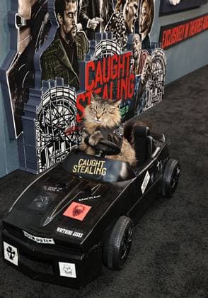 Red carpet for the New York premiere of Caught Stealing at the Regal Union Square Featuring: Tonic The Cat Where: New York, New York, United States When: 26 Aug 2025 Credit: Dave Allocca Starpix INSTARimages EDITORIAL USE ONLY. NOT FOR USE BY NEWSPAPERS BASED IN THE UK. Copyright: xx instar55014946