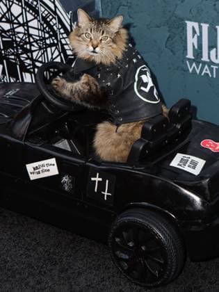 New York Premiere Of Columbia Pictures Caught Stealing MANHATTAN, NEW YORK CITY, NEW YORK, USA - AUGUST 26: Tonic The Cat arrives at the New York Premiere Of Columbia Pictures Caught Stealing held at Regal Union Square on August 26, 2025 in Manhattan, New York City, New York, United States., Credit:Image Press Agency Avalon United States, New York, New York City, Regal Union Square Copyright: xImagexPressxAgencyx xAvalonx 1031688903
